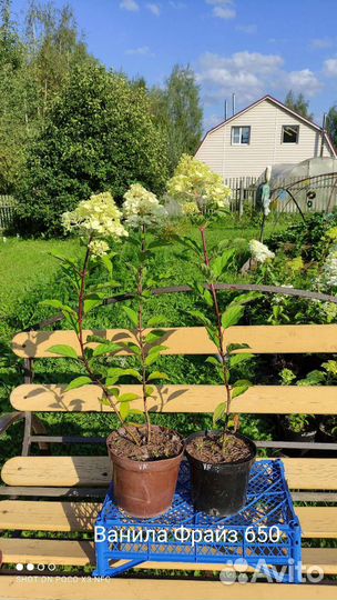 Гортензии м.Кендл, Л.Лайм, Полар Бир, Ванилла и др