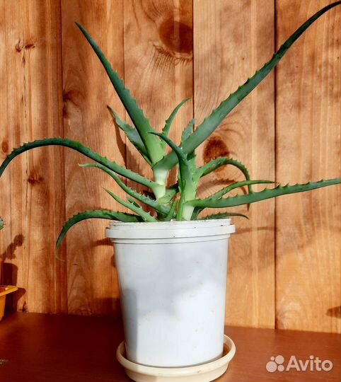 Алоэ столетник хороший подарок