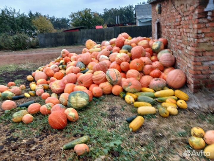 Корм для животных