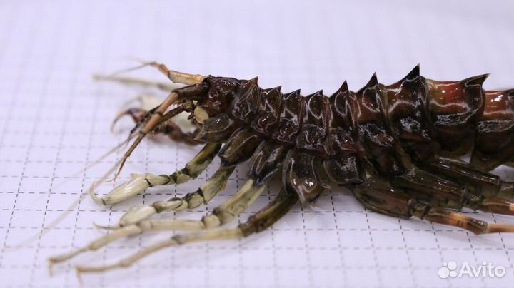 Ракообразное из Байкала Acanthogammarus grewingkii