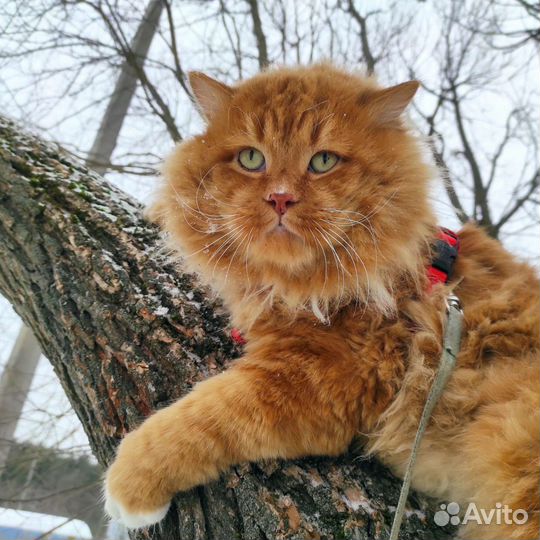 Курильский кот вязка