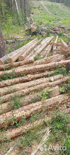 Лес кругляк липа, клён, берёза, сосна