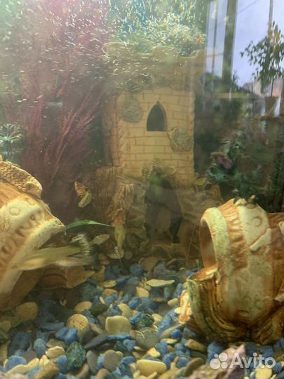 Аквариум с рыбками