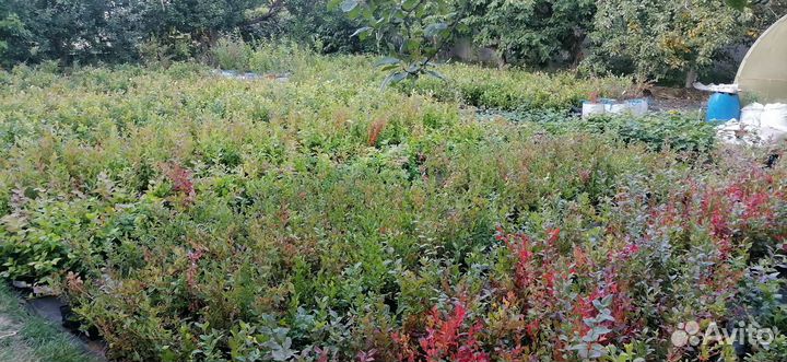 Голубика саженцы розница и опт