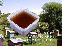 2024 Мёд натуральный из Алтая оптом