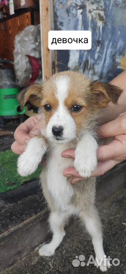 Щенки в добрые руки