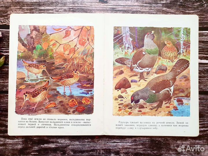 Снегирев. Как птицы к зиме готовятся. 1988 г