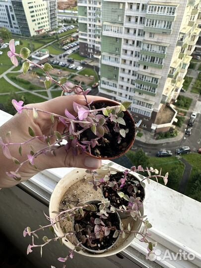 Коллизия розовая пантера