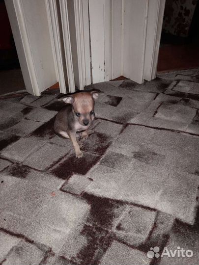 Мини той-терьер щенки