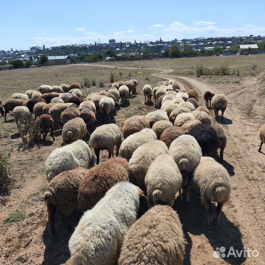 Продается вся отара
