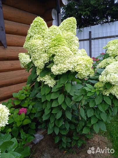 Крупномеры гортензий
