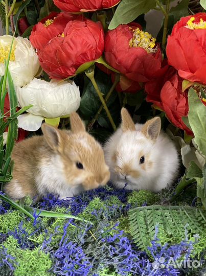 Кролик цветной карлик
