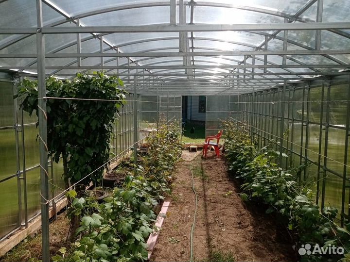 Теплица Прямостенная