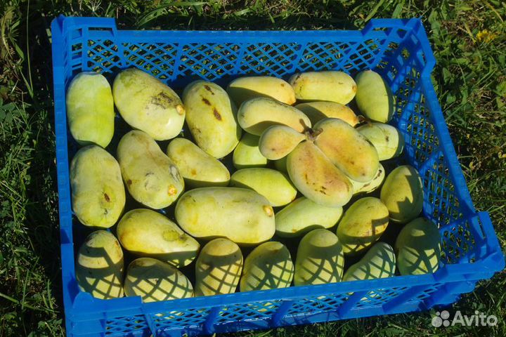 Азимина саженцы и семена крупноплодной формы Почта