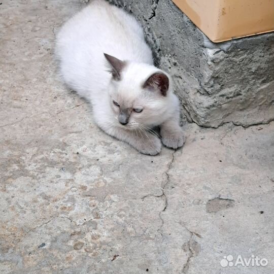 Котята в добрые руки бесплатно