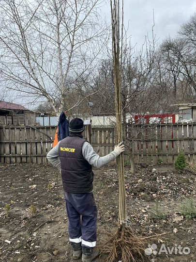 Тополь пирамидальный