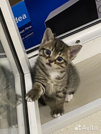 Котенок мальчик