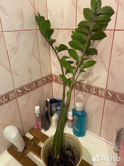 Замиокулькас