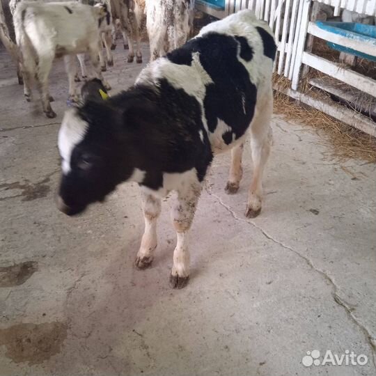 Телки, бычки и телята