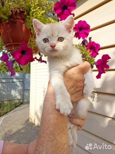 Шотландский котёнок