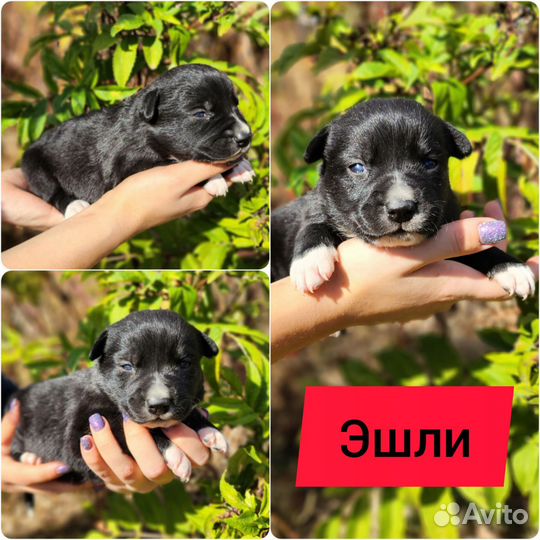 Щенки бесплатно