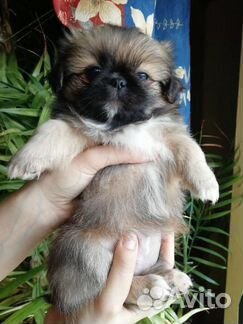 Пекинес девочка
