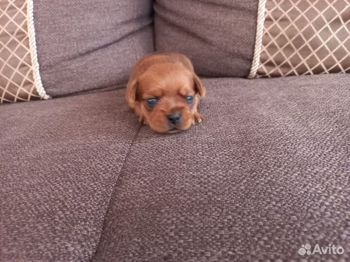 Маленькая собака