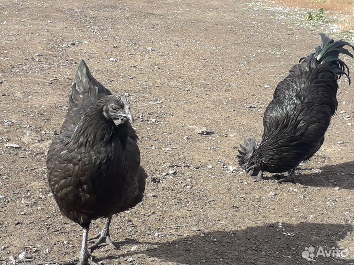 Петухи породистые