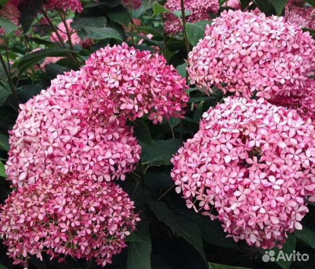 Гортензия древовидная Меджикал Пинкербелл