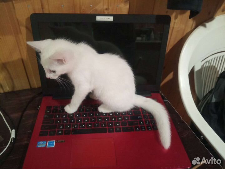 Красивая кошечка