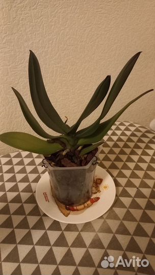 Орхидеи отцветашки