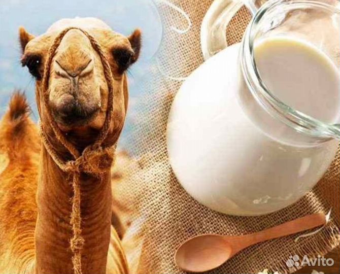 Верблюжье Молоко