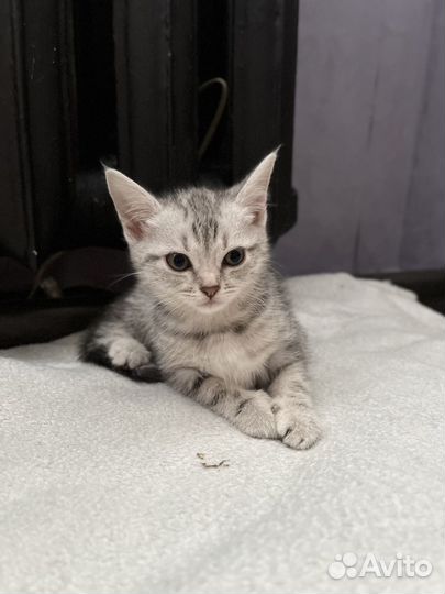 Британские котята