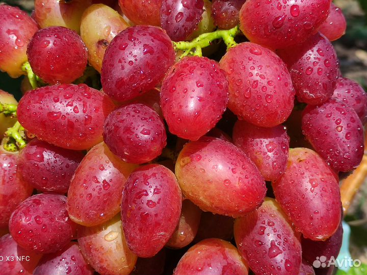 Саженцы столового винограда от производителя