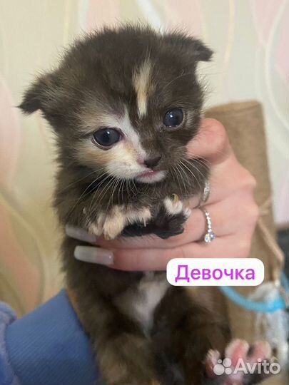 Кошки и котята