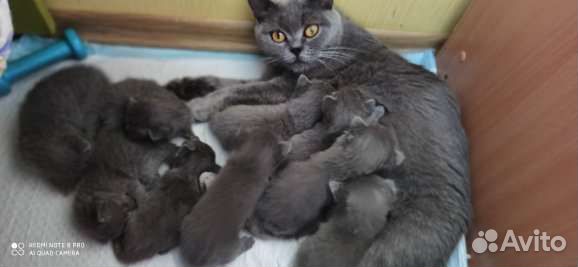 Британские котята