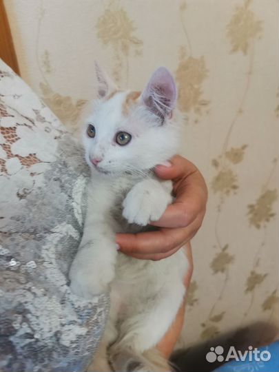 Котенок бесплатно
