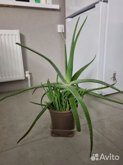 Алоэ вера лечебный