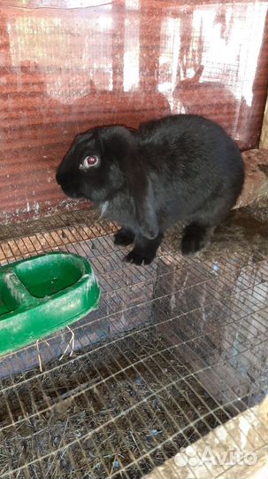 Кролик Баран вислоухий