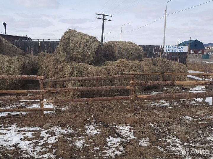 Сено в рулонах