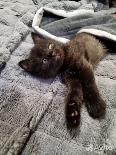 Кошки