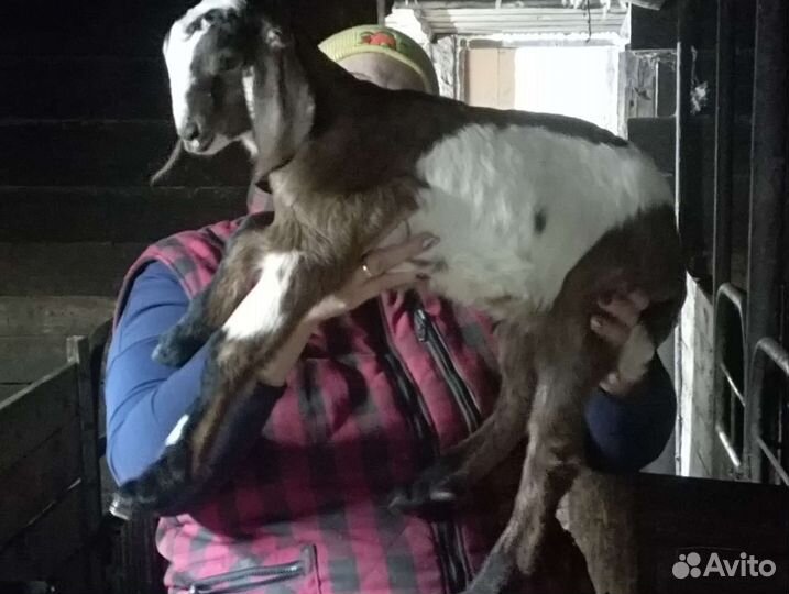 Коза нубийская, козлята козел