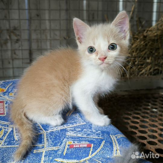 Котёнок-кошечка ищет хозяина
