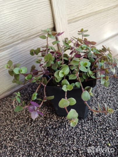 Саженцы Каллизии