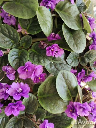 Глоксиния, сенполия (фиалка комнатная)