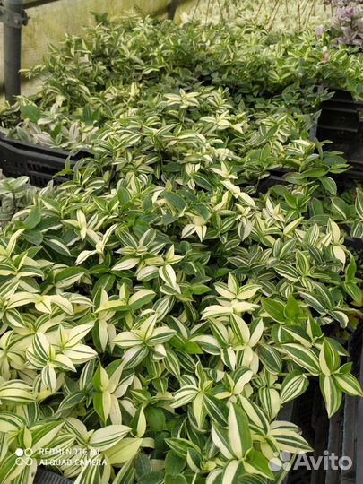 Комнатные растения. Бегония рекс, хойя, толстянки