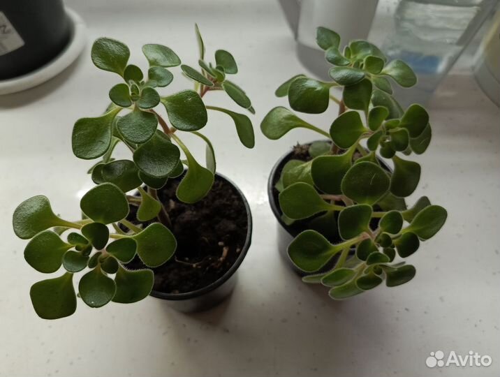 Аихризон дерево любви