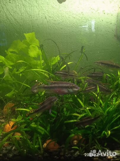 Аквариумные рыбки