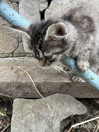 Котенок девочка