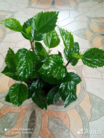 Гибискус комнатный